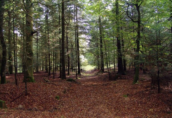 pauline_17_forest_glade_2823772_1280