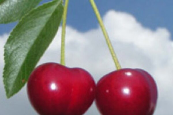 frutos