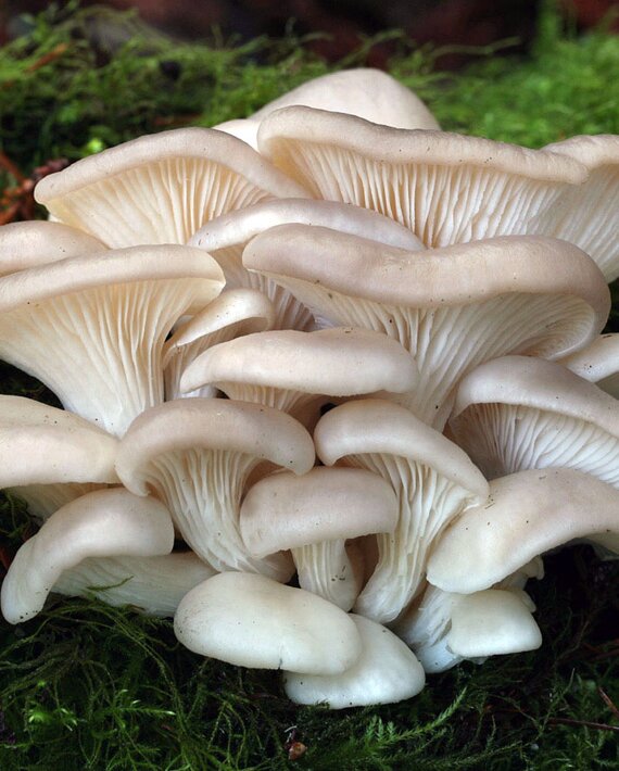 cogumelos