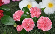 DSC_0080_1_1280_720