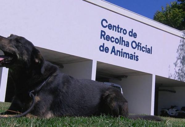 animais_1