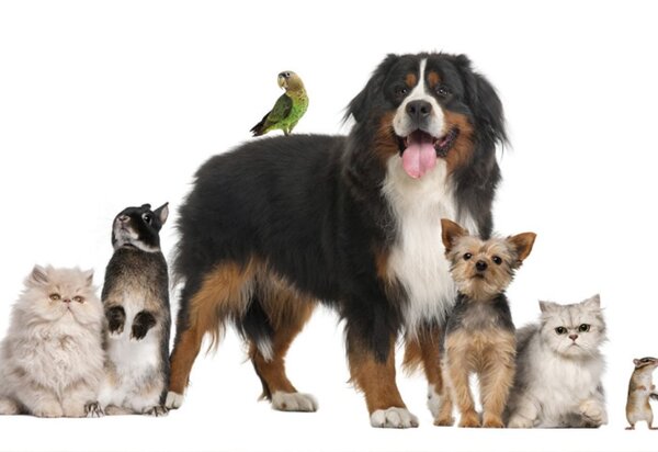 animais_de_estimacao_pequenos_1200x805_1_1