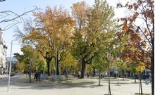 alameda_s_damaso