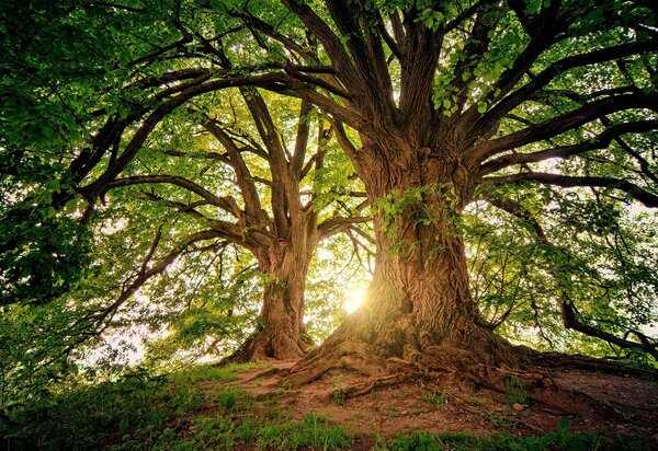 trees_g8f9ab2727_1920