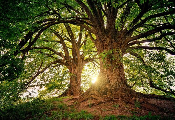 trees_gaa6be513b_1280