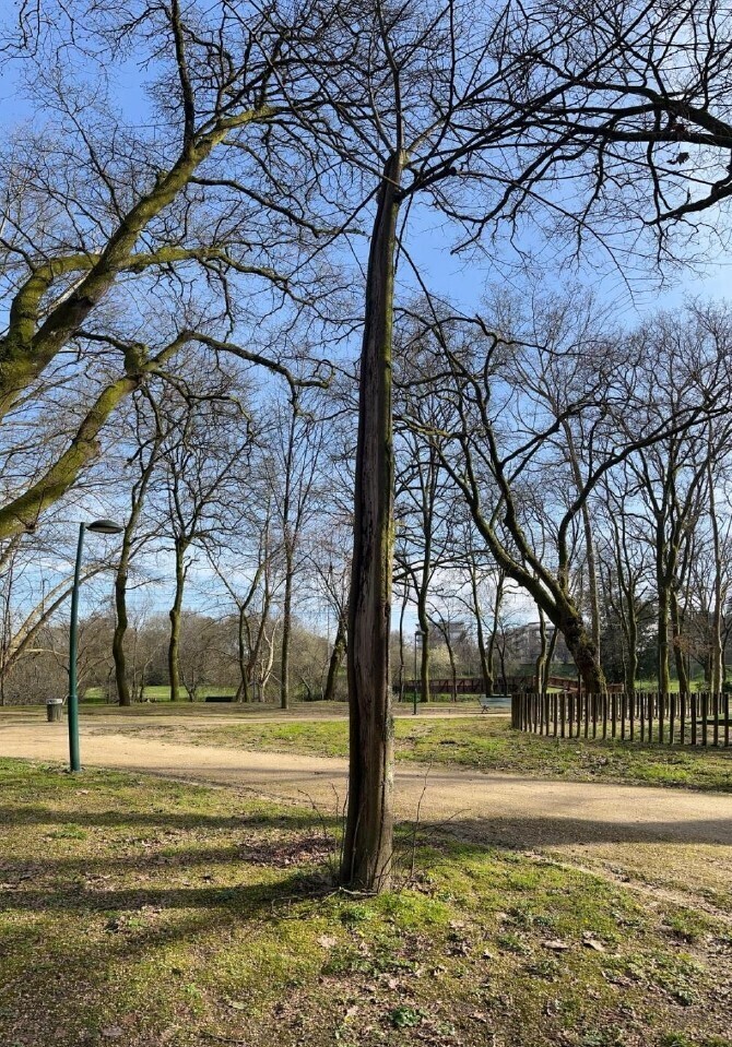 nigaufac001126parque_das_taipasassinado