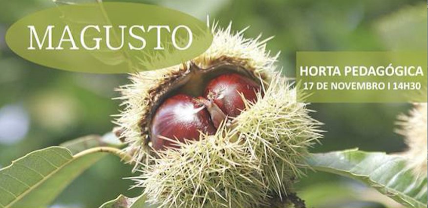 magusto