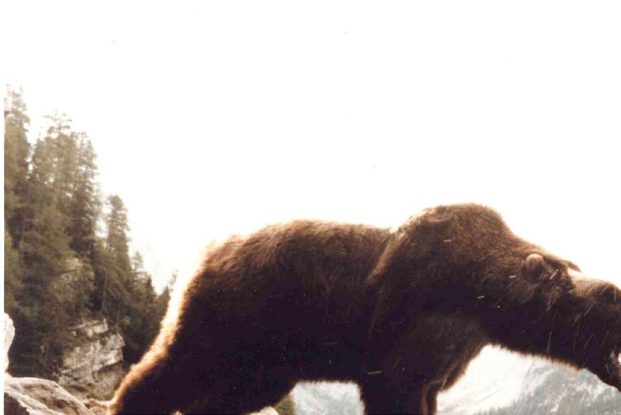 O URSO