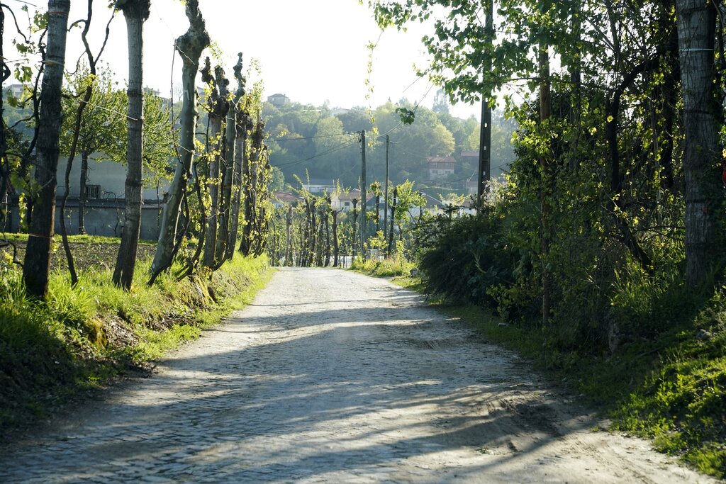 Caminhos em Volta | São Torcato 