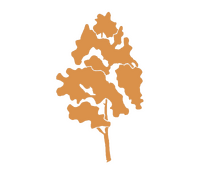 Bétula	