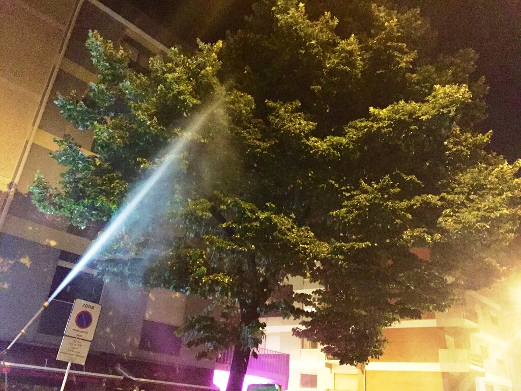 Município realiza tratamentos fitossanitários em árvores localizadas em ambiente urbano