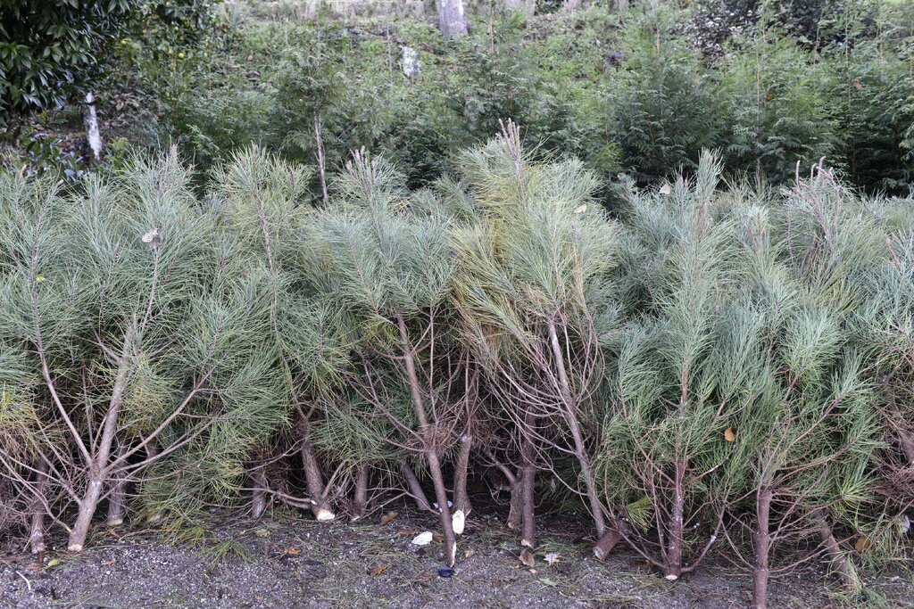 Câmara de Guimarães oferece Pinheiros de Natal para evitar abate de árvores jovens
