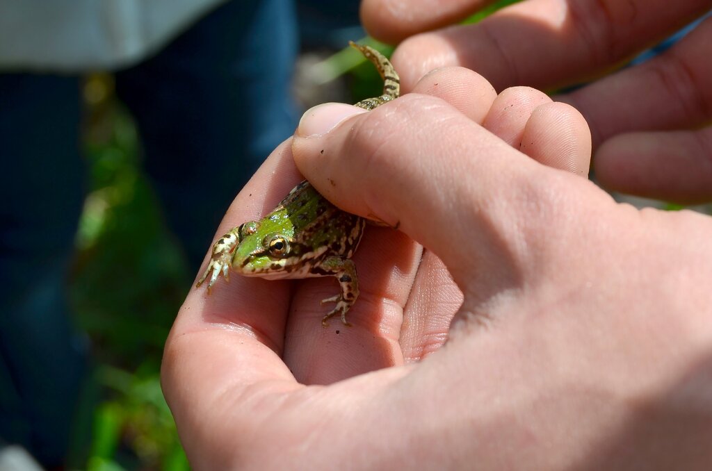 City Nature Challenge em Guimarães envolveu mais de uma centena de participantes