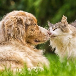 Animais de Companhia