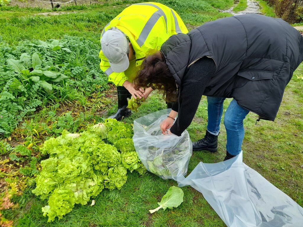 Produtos hortícolas da Horta Pedagógica distribuídos pelas IPSS de Guimarães