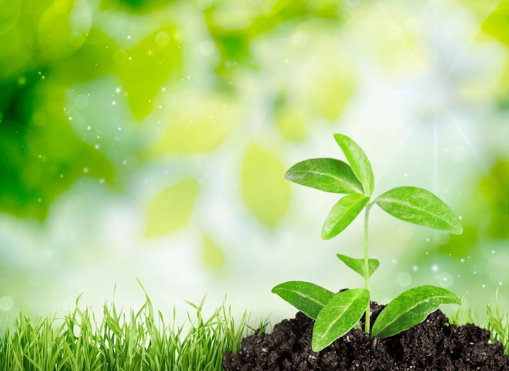 FUNDO REVIVE NATUREZA