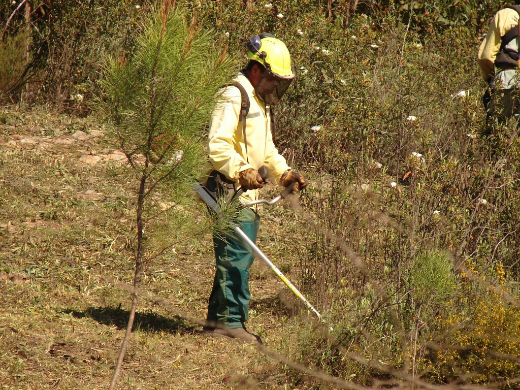 Sapadores Florestais 