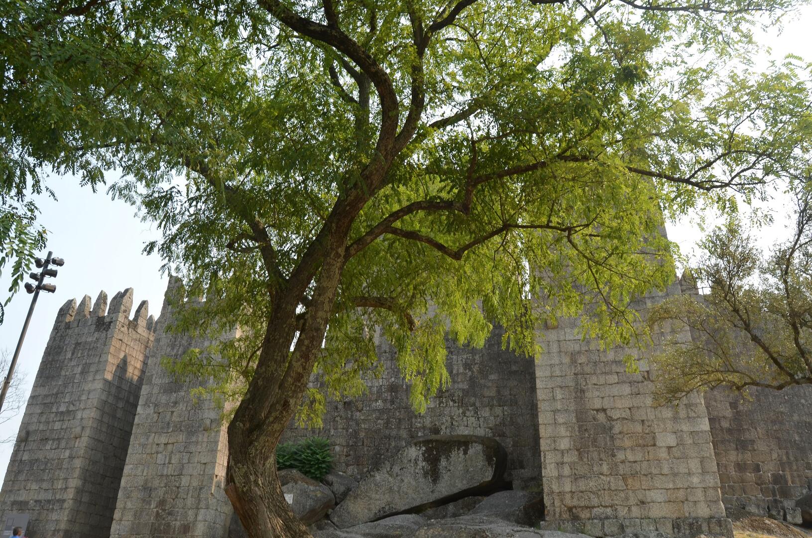 robinia