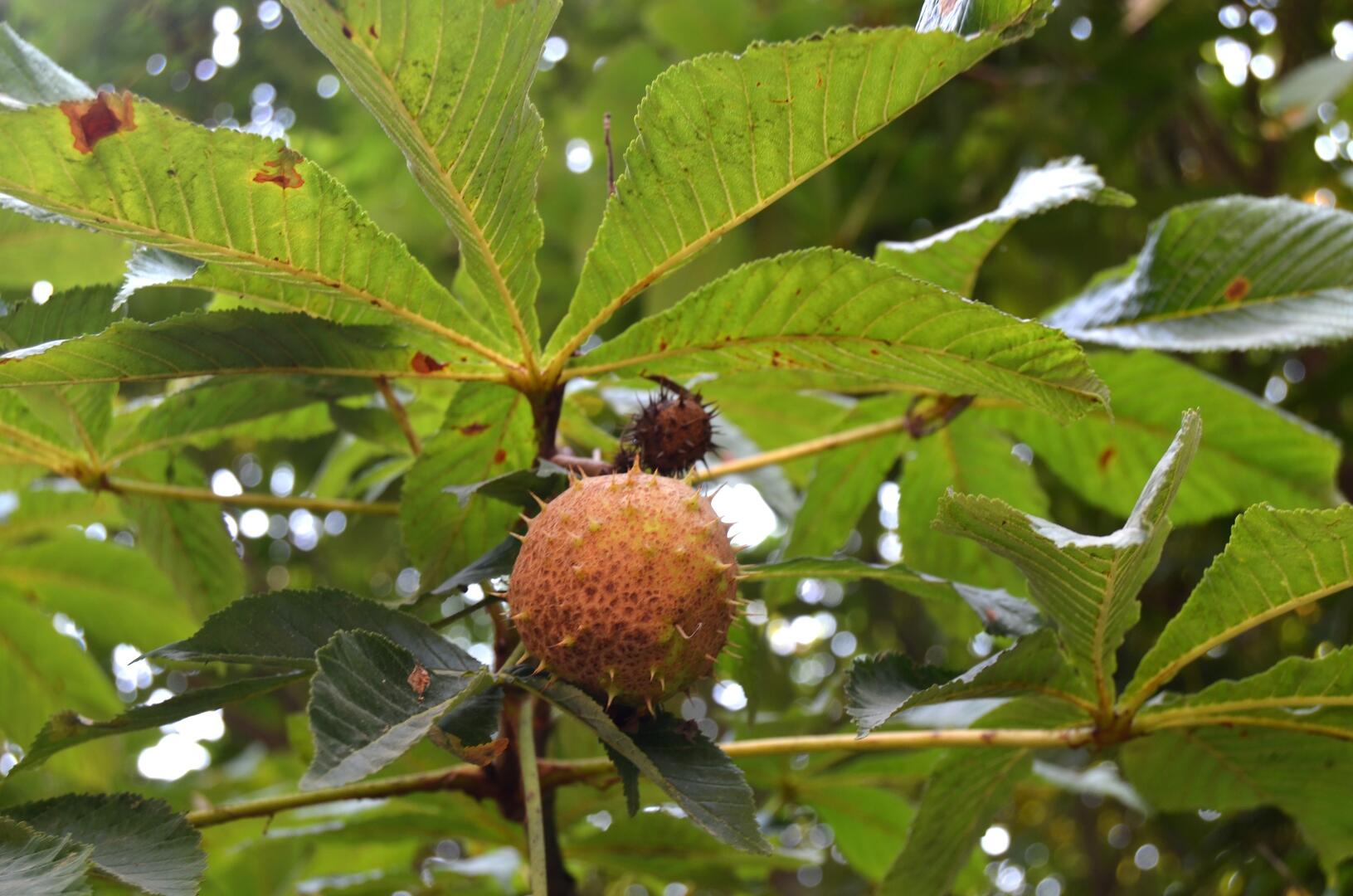 castanheiro da india