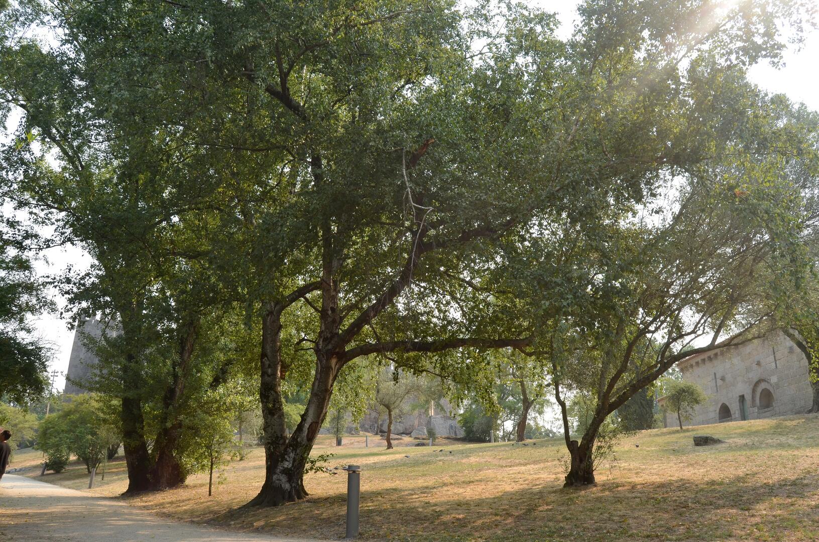 betula1