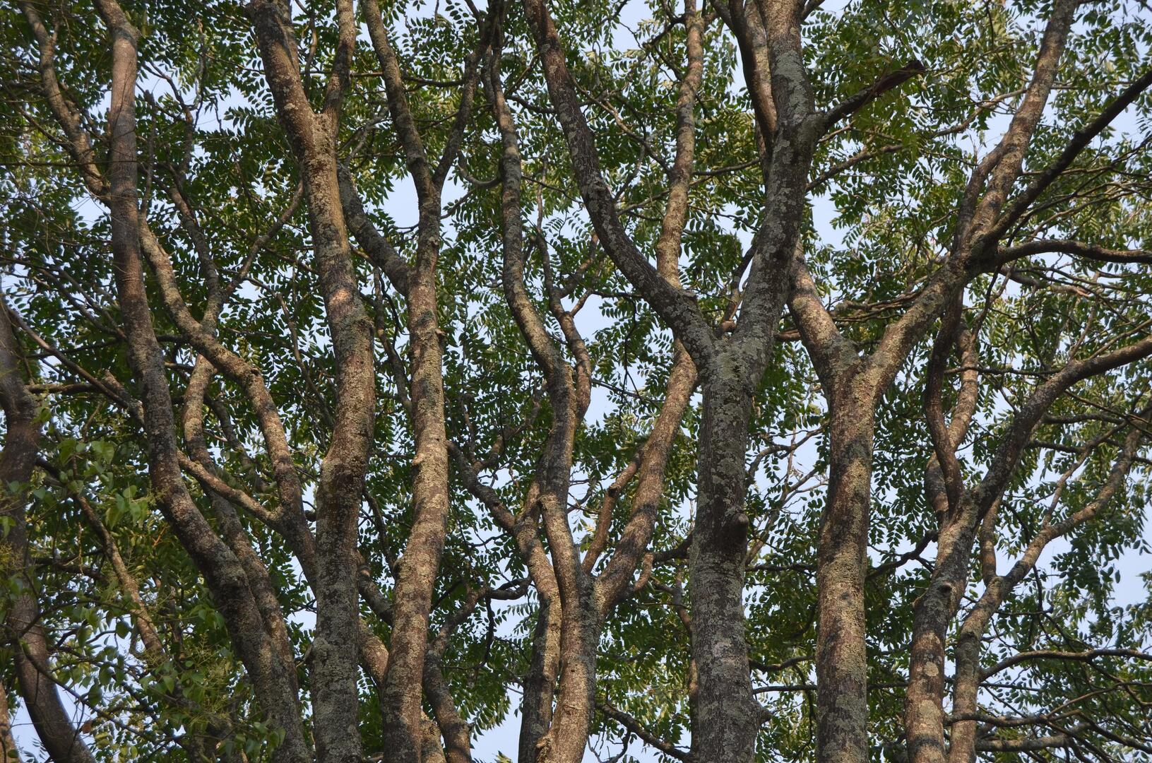 lodao bastardo