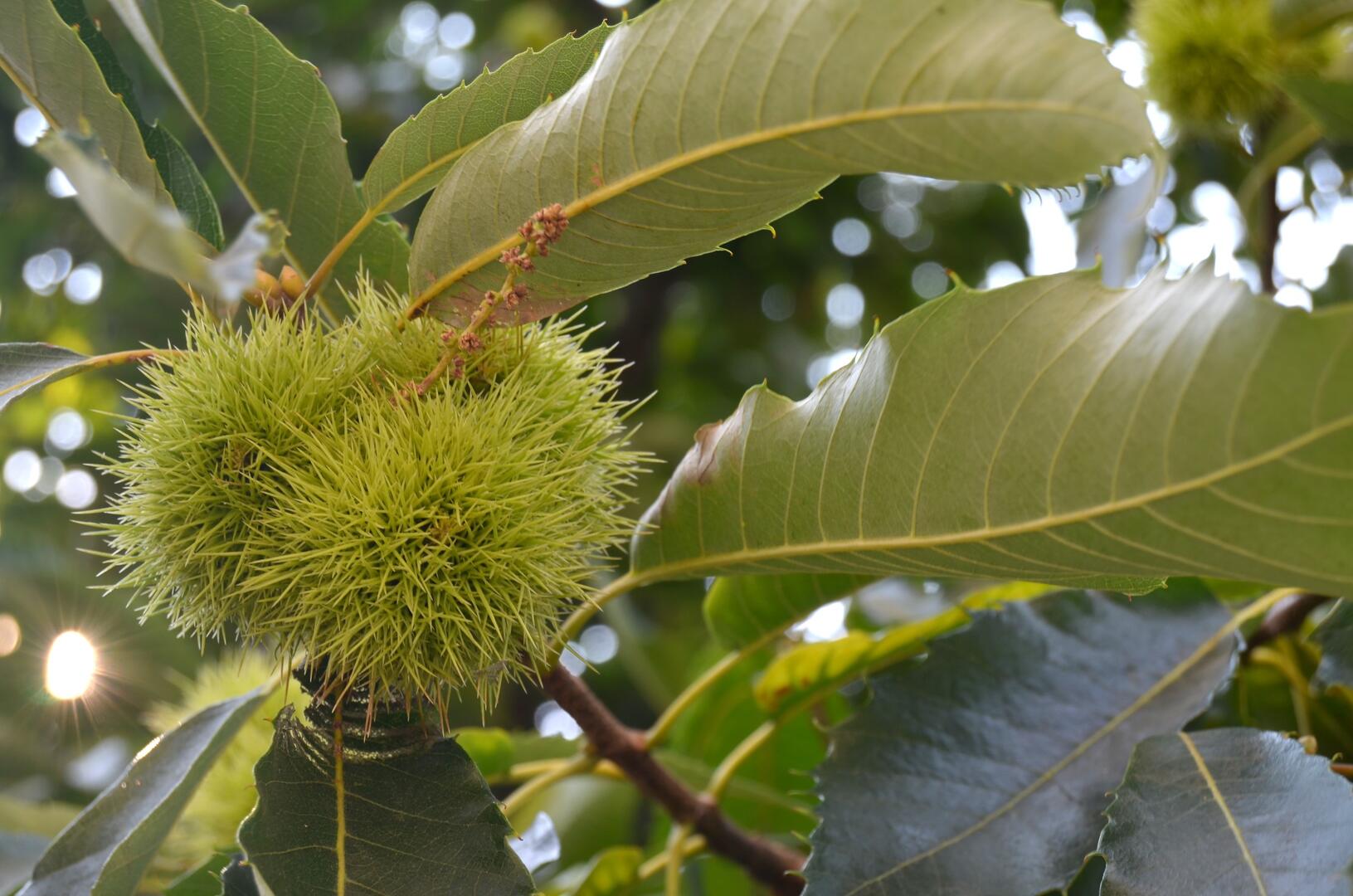 castanheiro