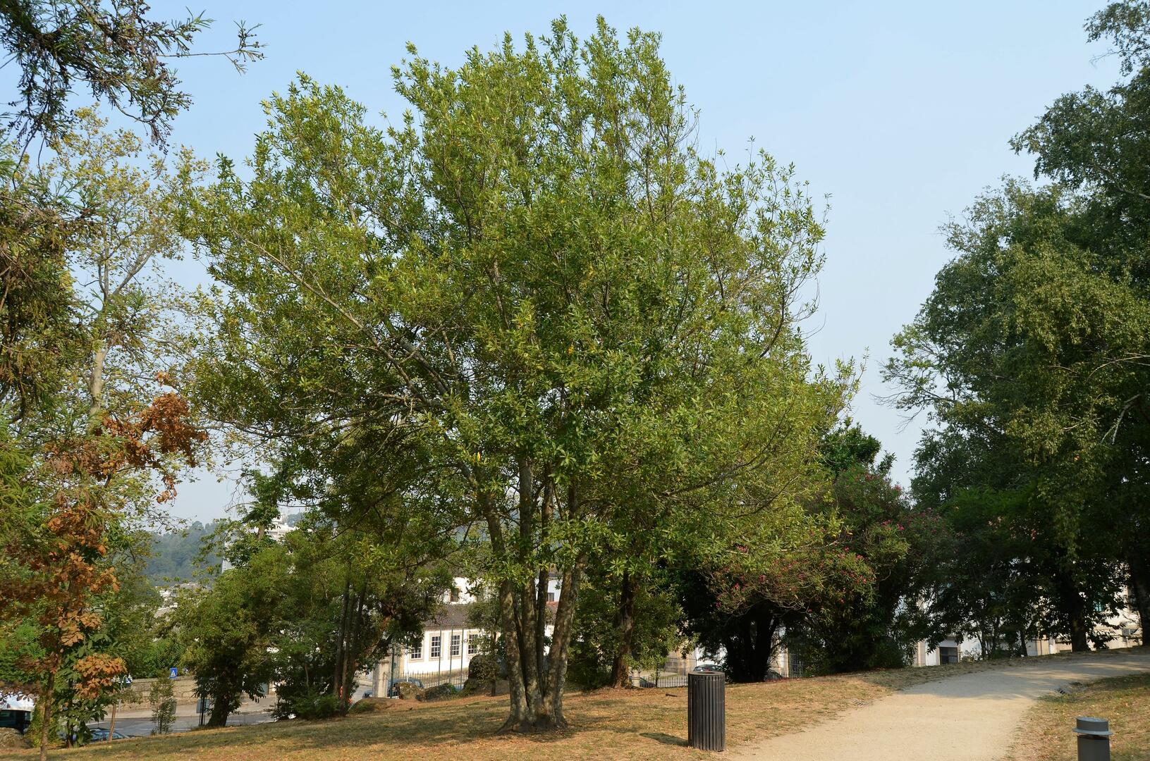 loureiro