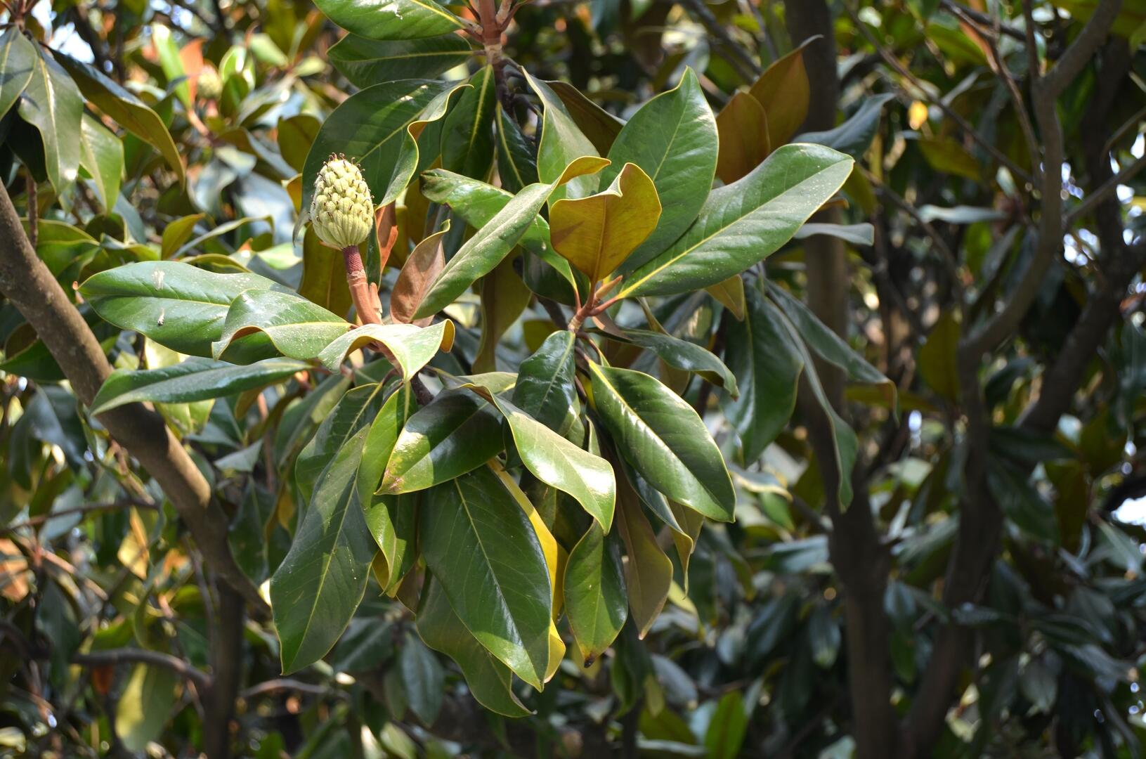 magnolia