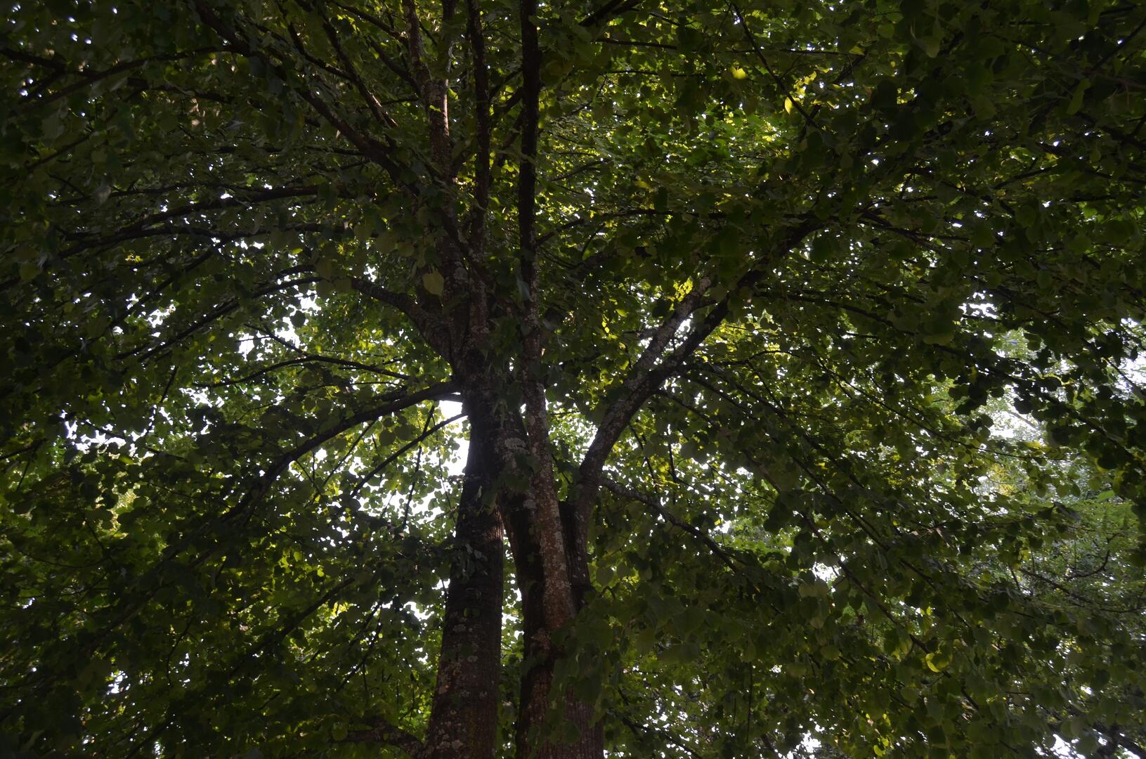 tilia