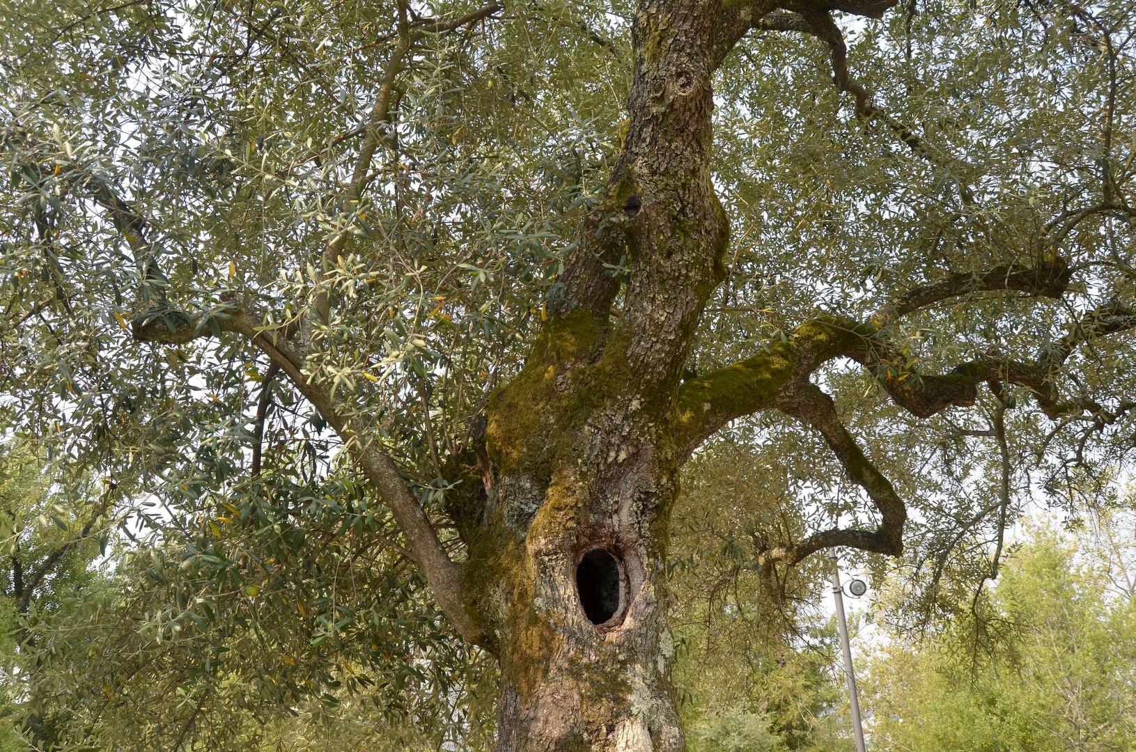 oliveira