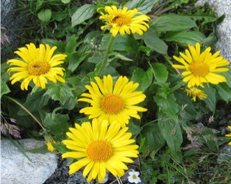 arnica