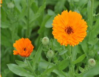 calendula