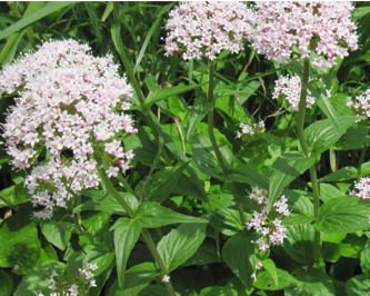 valeriana